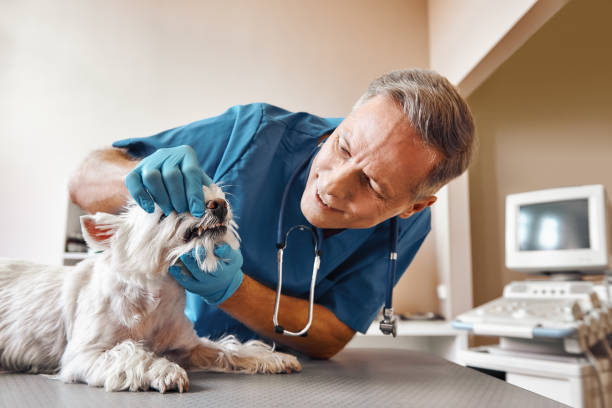 Best Emergency Broken Tooth Repair in Greenwood, AR